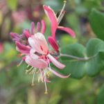 Lonicera heckrotii 'Goldflame'
