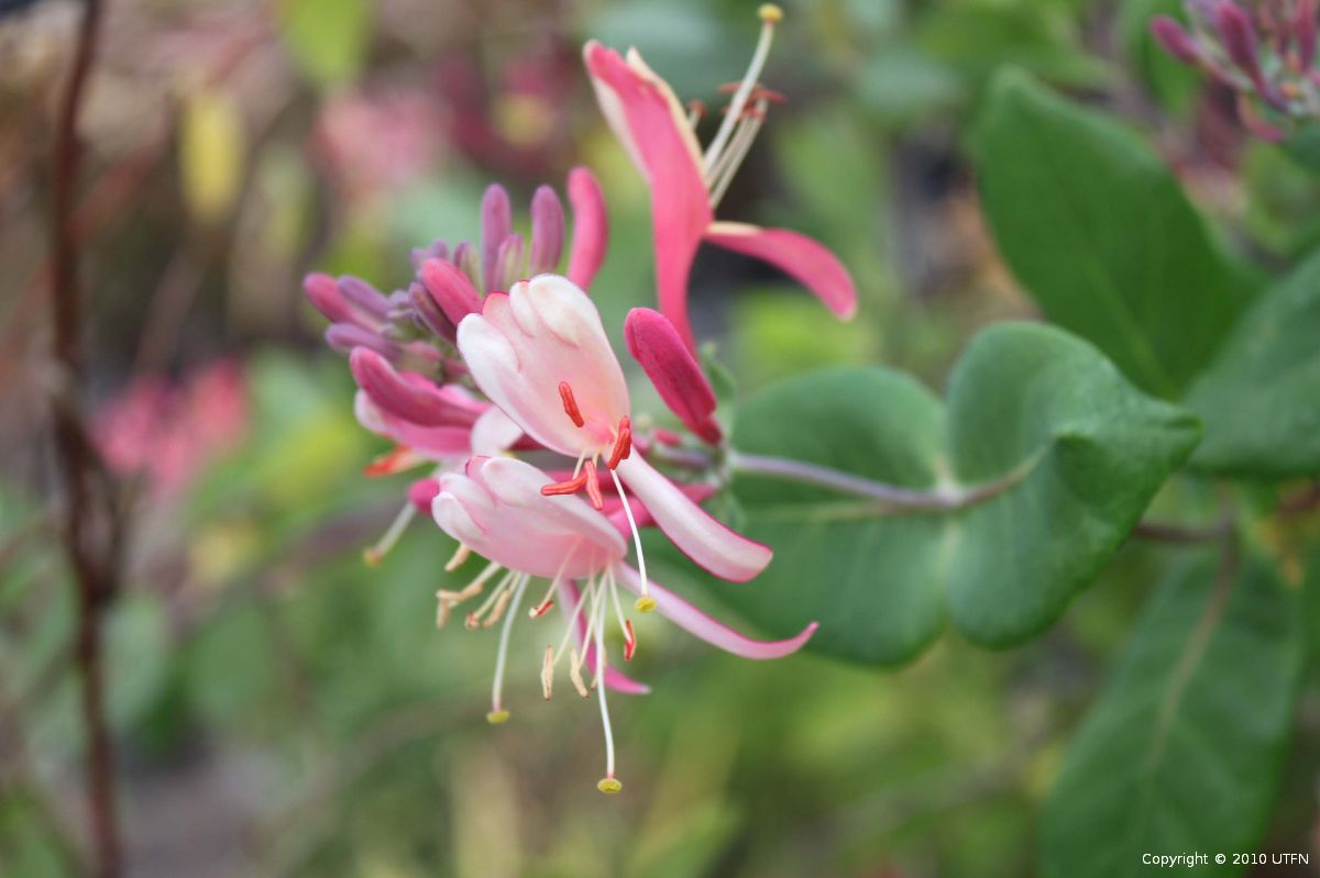 Lonicera-heckrotii-Goldflame-a Lonicera heckrotii 'Goldflame' - Image 1