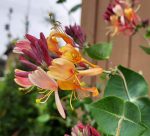 Lonicera heckrotii 'Goldflame' - Image 3