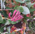 Lonicera heckrotii 'Goldflame' - Image 4