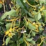 Lonicera hildebrandiana