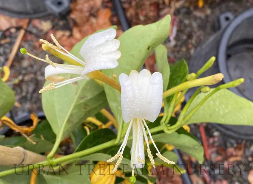 Lonicera hildebrandiana | Urban Tree Farm Nursery