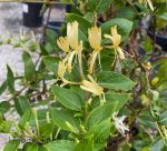 Lonicera japonica 'Halliana' - Image 2