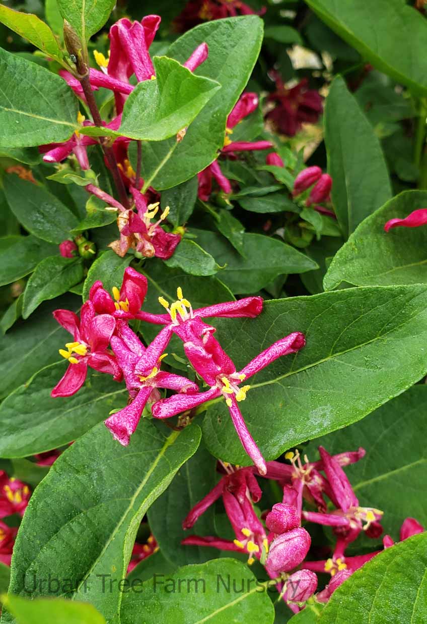 Lonicera-tatarica-Arnold-Red-PATIO-a Lonicera tatarica 'Arnold Red' PATIO - Image 1