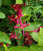 Lonicera tatarica 'Arnold Red' PATIO - Image 2