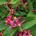 Lonicera tatarica 'Arnold Red'