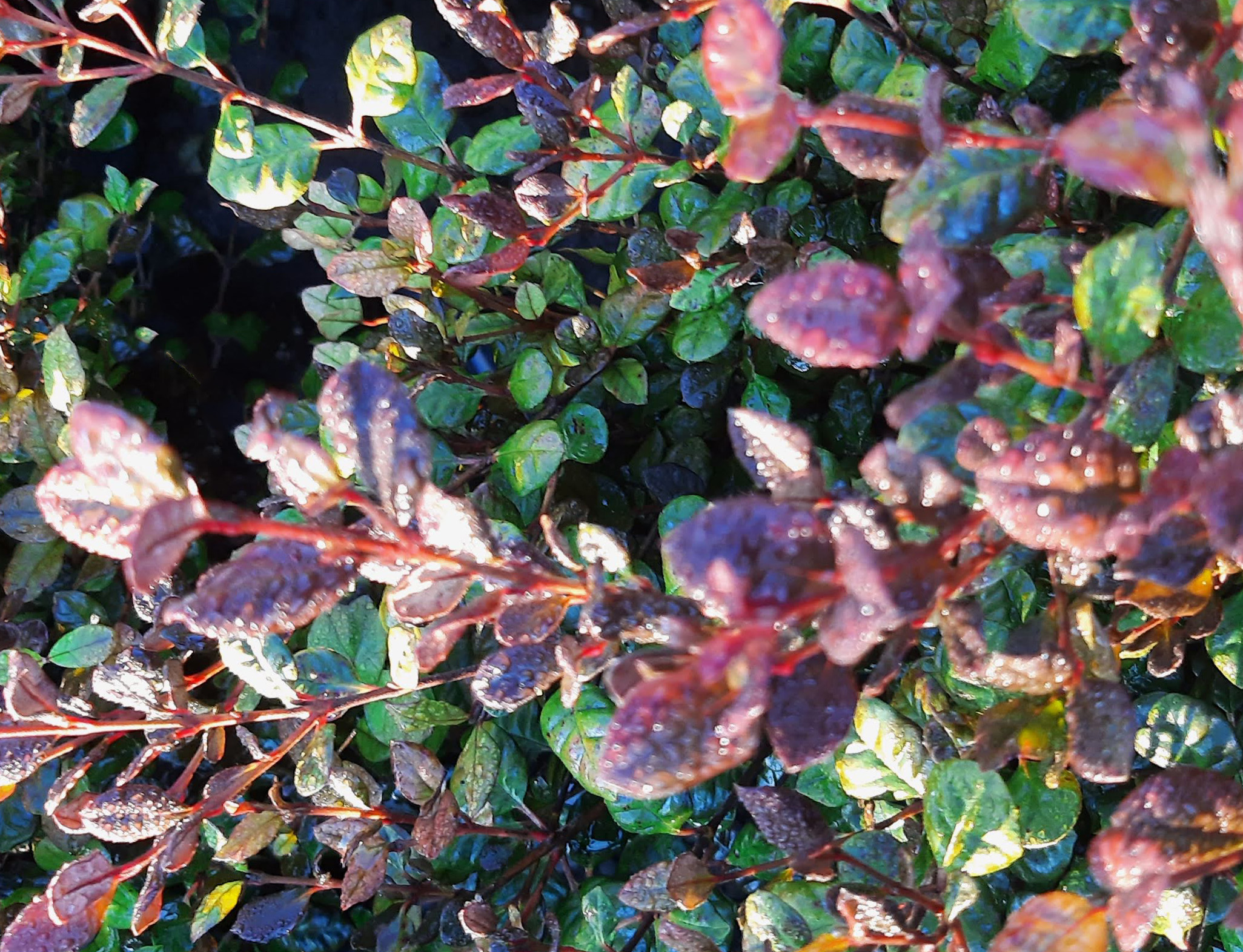 Lophomyruts-x-ralphii-Kathryn Lophomyruts x ralphii 'Kathryn' - Image 1