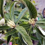 Loquat 'Champagne'