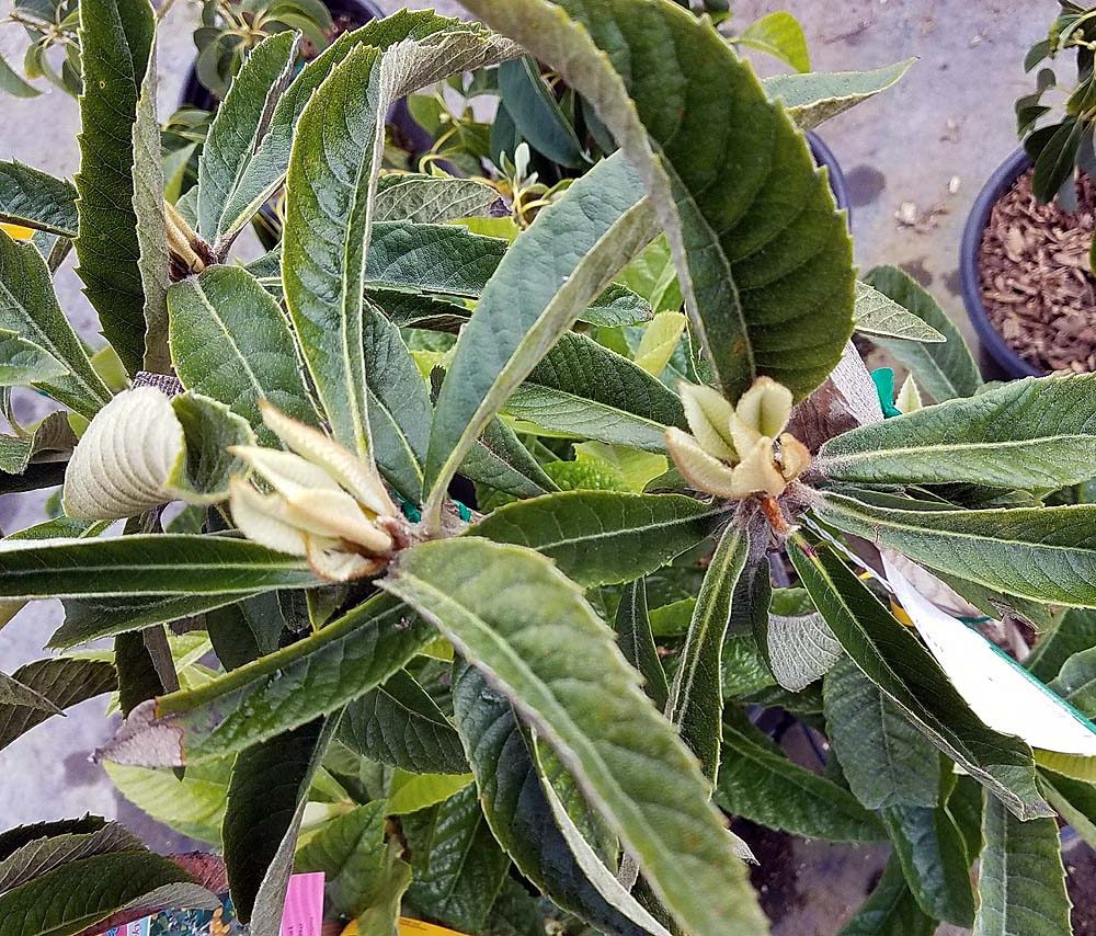 Loquat-Champagne Loquat 'Champagne' - Image 1