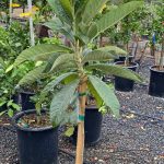 Loquat 'Gold Nugget'