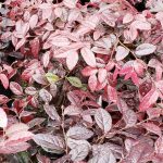 Loropetalum chinense 'Burgundy'