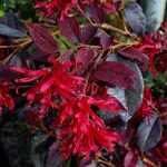 Loropetalum chinense 'Chang Nian Hong'