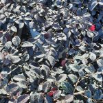 Loropetalum chinense 'Chang Nian Hong' COLUMN