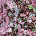 Loropetalum chinense 'Jazz Hands Pink'