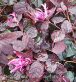 Loropetalum chinense 'Jazz Hands Pink' - Image 2