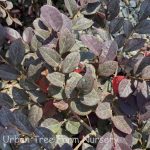 Loropetalum chinense 'Purple Diamond'