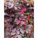 Loropetalum chinense 'Purple Majesty' COLUMN