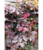 Loropetalum chinense 'Purple Majesty' STD - Image 2