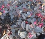 Loropetalum chinense 'Purple Majesty' STD