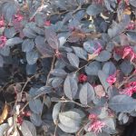 Loropetalum chinense 'Purple Majesty' STD