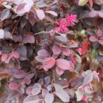 Loropetalum chinense 'Purple Majesty'