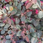 Loropetalum chinense 'Razzle Dazzle'