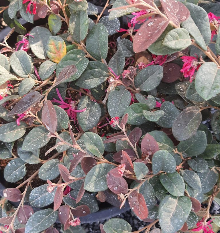 Loropetalum chinense 'Razzle Dazzle' Urban Tree Farm Nursery
