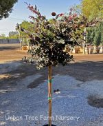 Loropetalum chinense 'Rubrum' STD