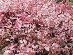 Loropetalum chinense 'Rubrum'