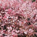 Loropetalum chinense 'Rubrum'