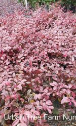 Loropetalum chinense 'Rubrum' - Image 2