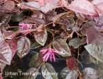 Loropetalum chinense 'Rubrum' - Image 3