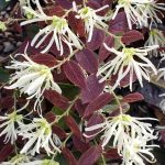 Loropetalum chinense 'Ruby Snow'