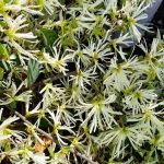 Loropetalum chinense 'White'