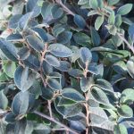 Loropetalum chinense 'White' STD