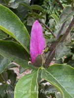 Magnolia 'The Girls Jane' - Image 2