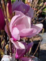 Magnolia 'The Girls Jane'
