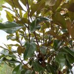 Magnolia grandiflora 'Bracken's Brown Beauty'