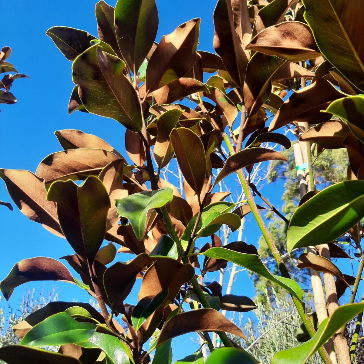 Magnolia grandiflora 'D.D. Blanchard' Urban Tree Farm Nursery