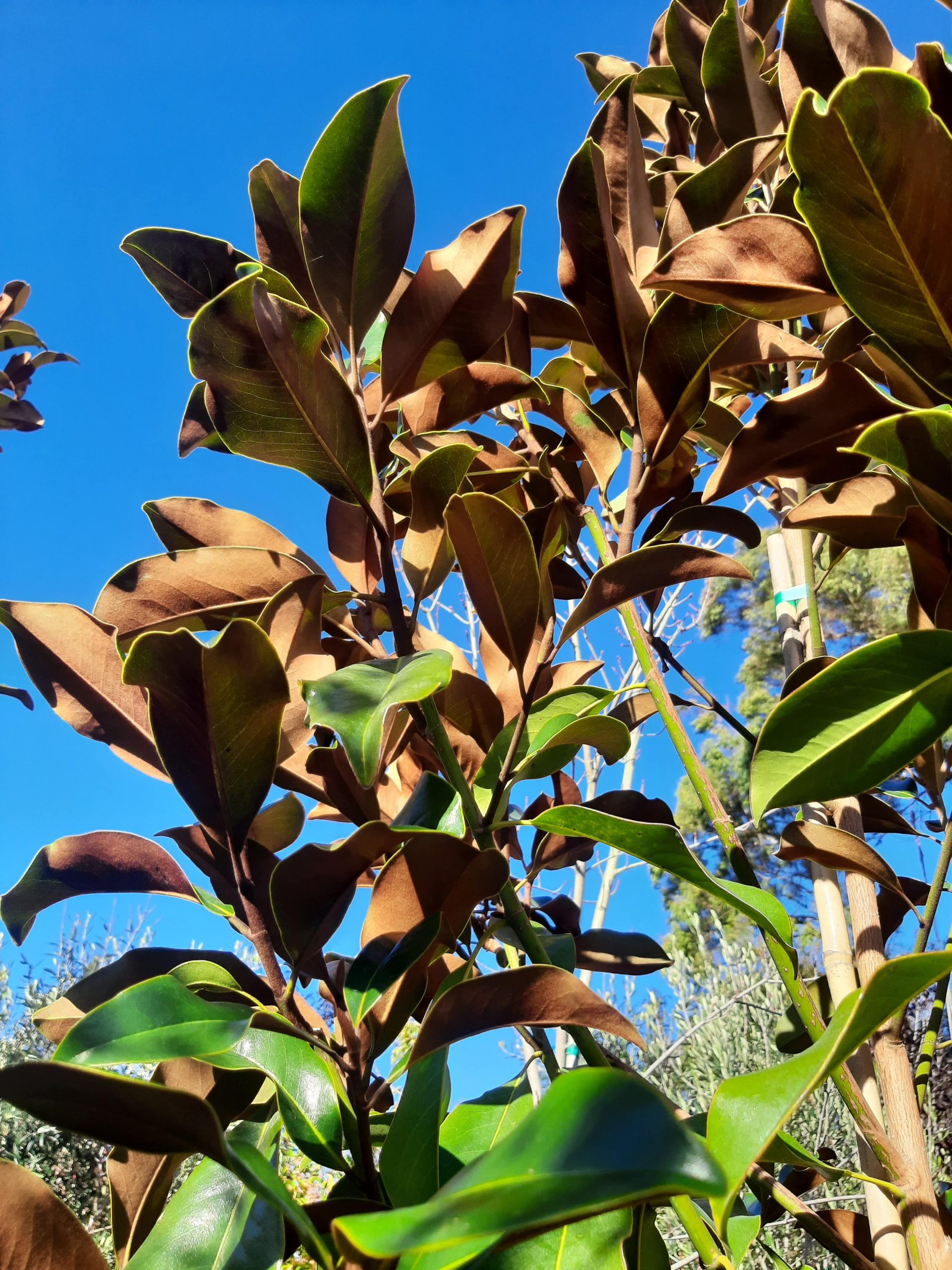 Magnolia-grandiflora-D.D.-Blanchard-MULTI Magnolia grandiflora 'D.D. Blanchard' MULTI - Image 1