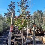 Magnolia grandiflora 'D.D. Blanchard'