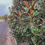 Magnolia grandiflora 'Kay Parris STD'