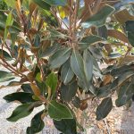 Magnolia grandiflora 'Little Gem'