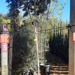 Magnolia grandiflora 'Little Gem' STD