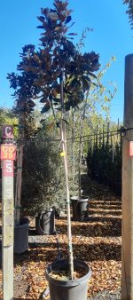 Magnolia grandiflora 'Little Gem' STD