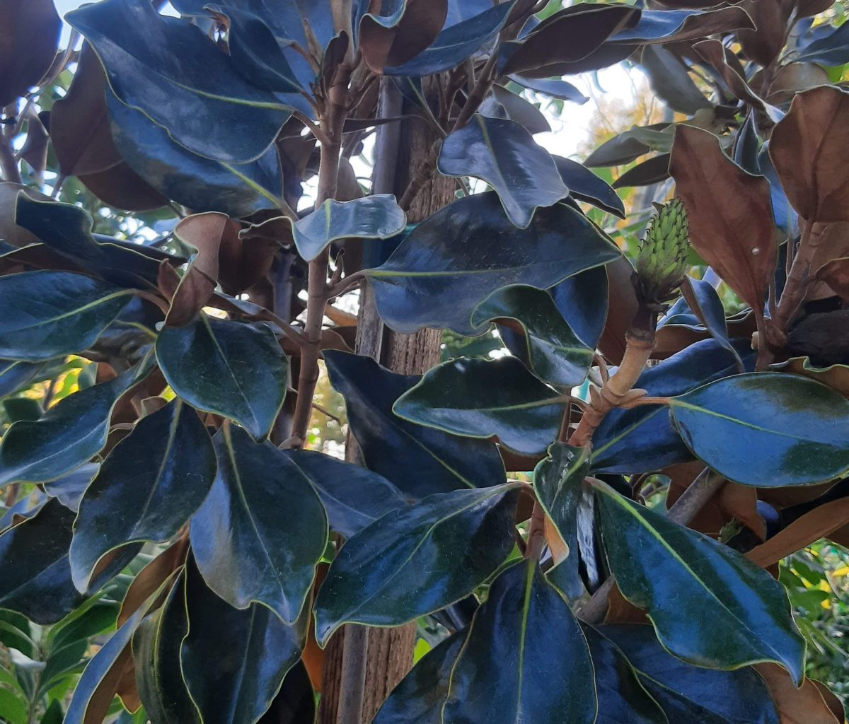 Magnolia grandiflora Little Gem STD b