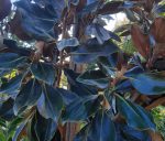 Magnolia grandiflora 'Little Gem' STD - Image 2