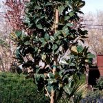 Magnolia grandiflora 'Majestic Beauty'