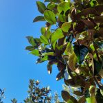 Magnolia grandiflora 'Samuel Sommer' MULTI