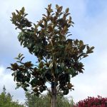 Magnolia grandiflora 'Samuel Sommer'